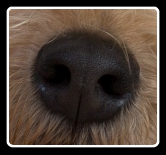 How a dog uses its nose